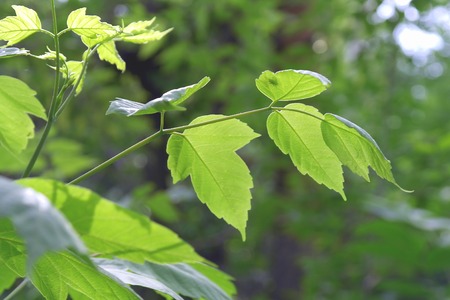 Green leaves, shallow DOF