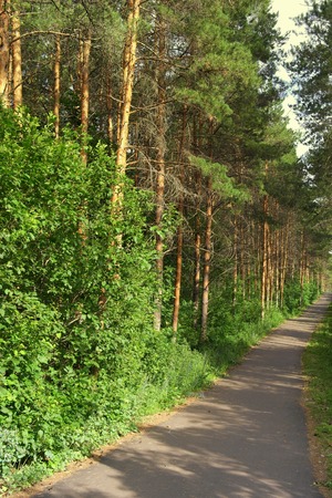 Summer landscape In forest with pinesの写真素材
