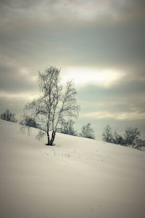 Beautiful landscape with birches on the hill, HDR imageの写真素材