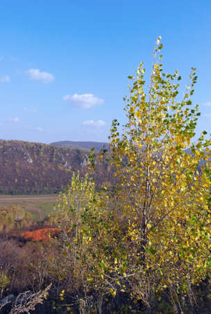Autumn landscape, tree over mountainsの写真素材