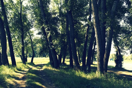In summer forestの写真素材