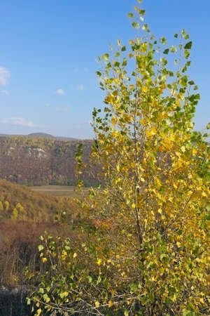 Autumn landscape, tree over mountainsの写真素材