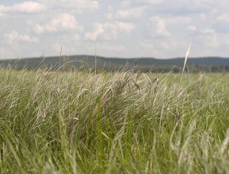 Grass on the field, shallow DOF