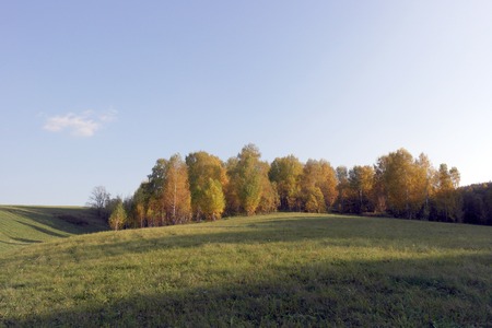 Beautiful autumn landscape with birches on the hillの写真素材