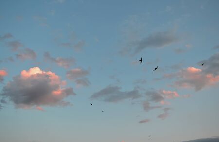 Beautiful evening sky with clouds and flying birdsの写真素材