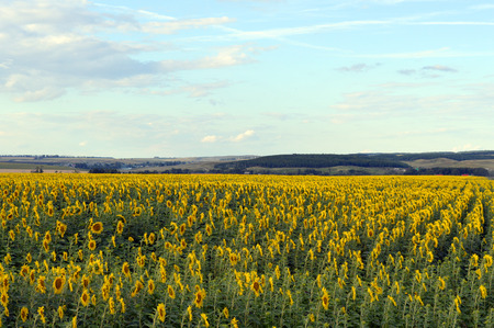 sunflowers field under blue sky with cloudsの写真素材