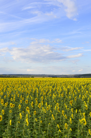 sunflowers field under blue sky with cloudsの写真素材