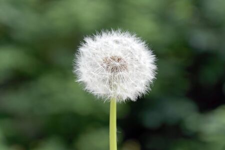 dandelion on green blurred backgroundの写真素材