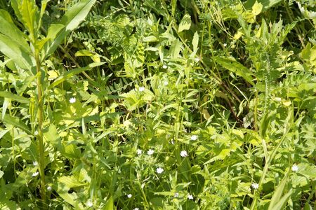 wild nature texture, grass and blossom flowers, shallow dofの写真素材
