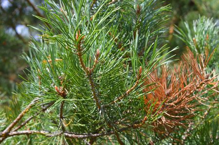 background nature with green twigs of pineの写真素材