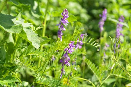 wild nature texture, grass and blossom flowers, shallow dofの写真素材
