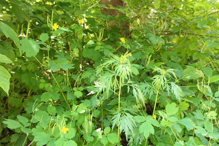 wild nature texture, grass and blossom flowers, shallow dofの写真素材