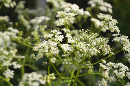 wild nature texture, grass and blossom flowers, shallow dofの写真素材