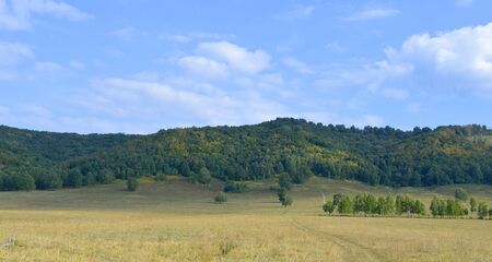 Summer landscape with forest on mountainの写真素材