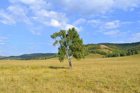 birch on a background of mountain forestsの写真素材
