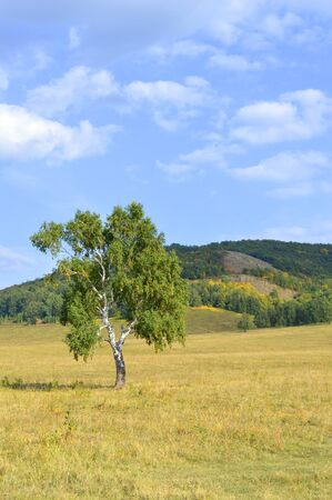 birch on a background of mountain forestsの写真素材