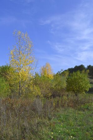 summer rural landscape with plantsの写真素材