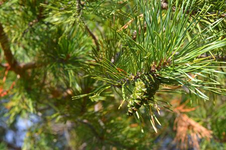 background nature with green twigs of pineの写真素材