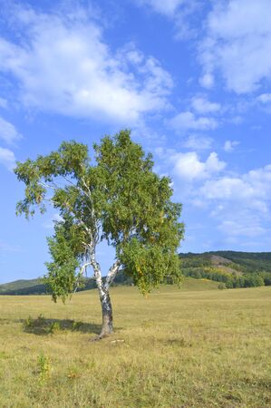 birch on a background of mountain forestsの写真素材