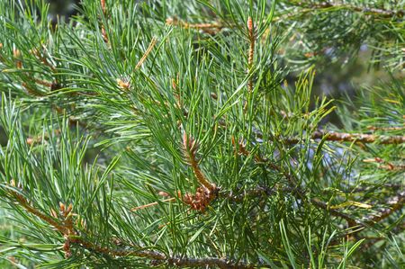 background nature with green twigs of pineの写真素材