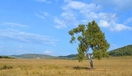birch on a background of mountain forestsの写真素材
