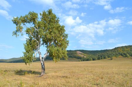 birch on a background of mountain forestsの写真素材