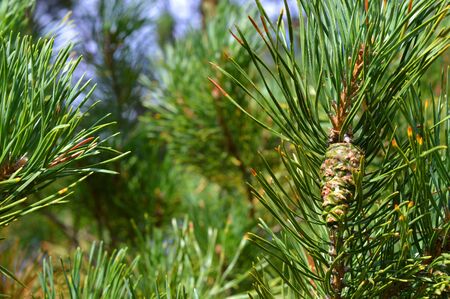 background nature with green twigs of pineの写真素材
