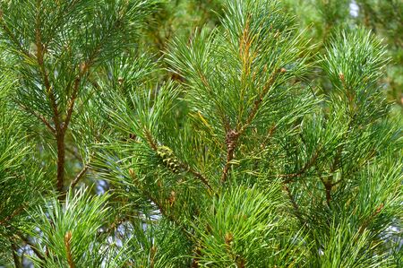 background nature with green twigs of pineの写真素材