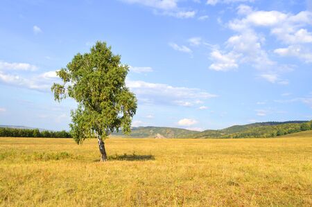 birch on a background of mountain forestsの写真素材