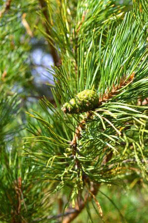 background nature with green twigs of pineの写真素材