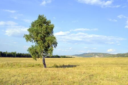 birch on a background of mountain forestsの写真素材