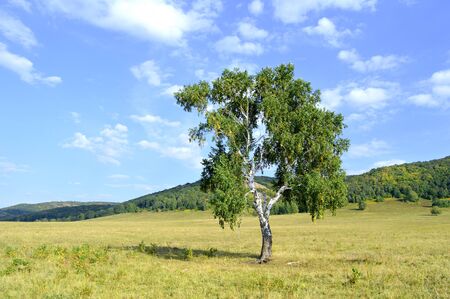 birch on a background of mountain forestsの写真素材