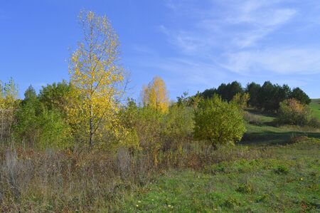 summer rural landscape with plantsの写真素材