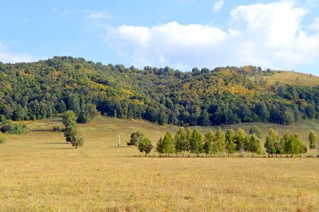 Summer landscape with forest on mountainの写真素材