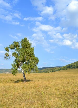 birch on a background of mountain forestsの写真素材