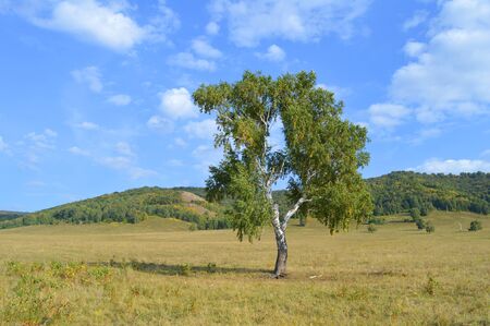 birch on a background of mountain forestsの写真素材