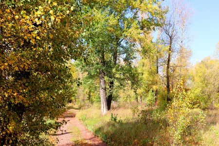 autumn landscape in forest with wayの写真素材