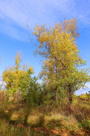 autumn landscape with trees and grassの写真素材