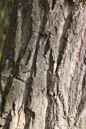 texture of tree bark, abstract backgroundの写真素材