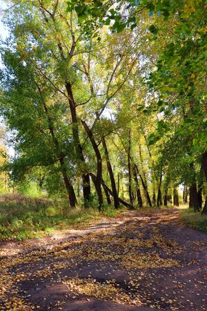 Autumn landscape in forest with wayの写真素材