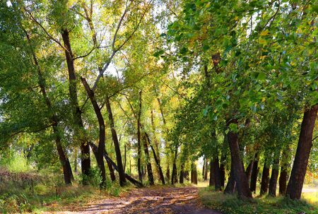 autumn landscape in forest with wayの写真素材