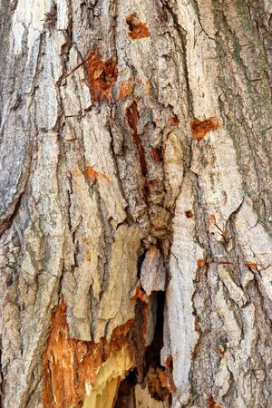 texture of tree bark, abstract backgroundの写真素材