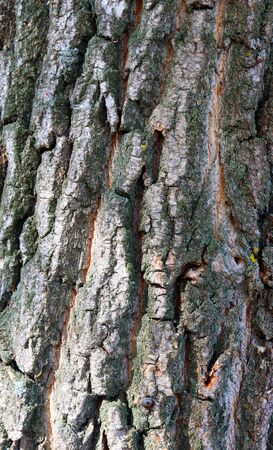 Texture of tree bark, abstractの写真素材