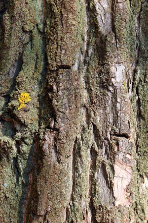 Texture of tree bark, abstractの写真素材