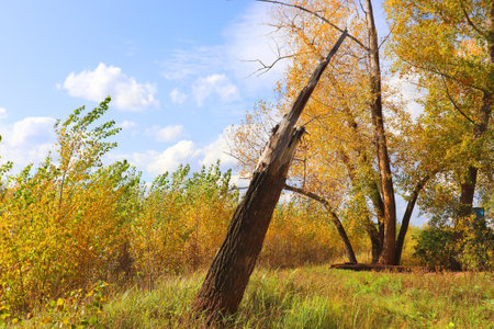 autumn landscape with trees and blue skyの写真素材