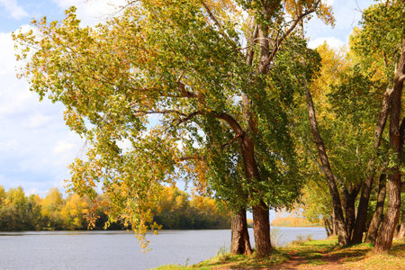 autumn landscape with river and treesの写真素材