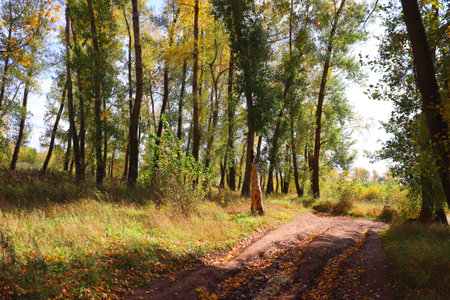 autumn landscape in forest with wayの写真素材