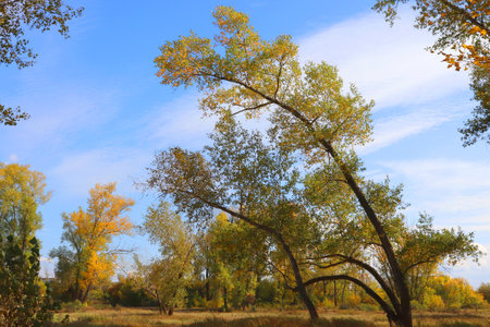 autumn landscape with trees and blue skyの写真素材