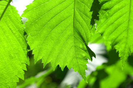 texture green leaves, abstract background, shallow dofの写真素材