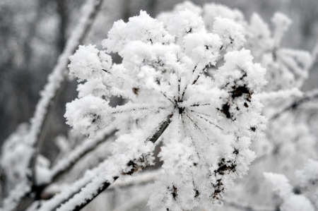 twig frost cover, shallow dofの写真素材